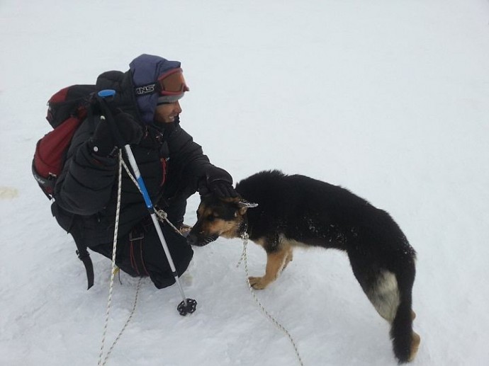 Российские альпинисты спасли брошенную на Эльбрусе овчарку