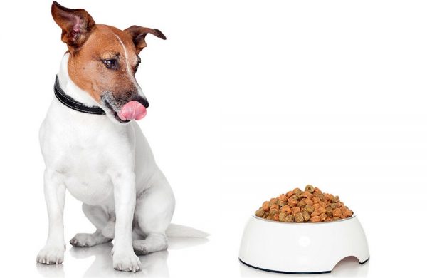 Сухой корм для собак – полезное и сбалансированное питание